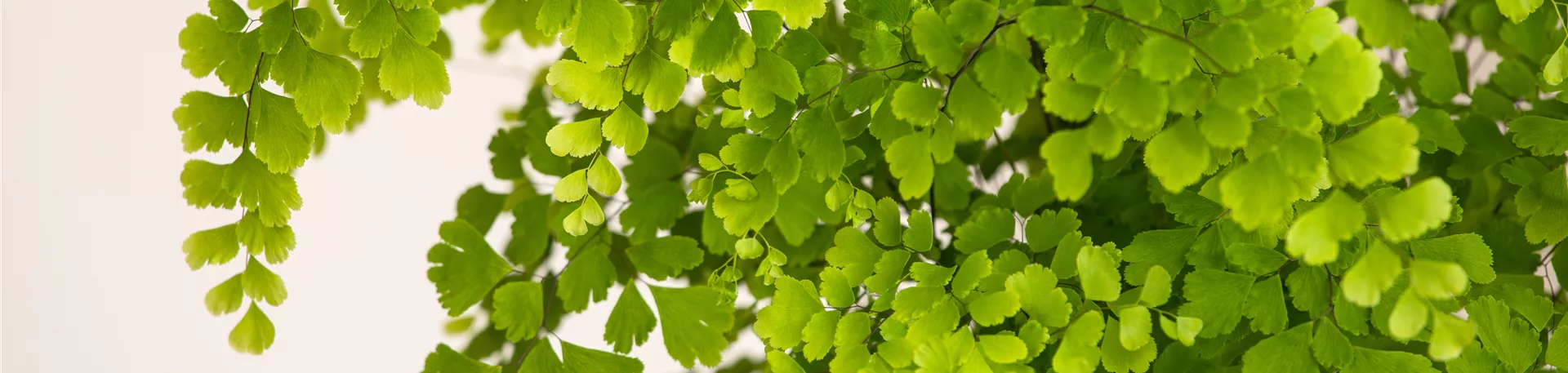 Adiantum raddianum 'Fragans'