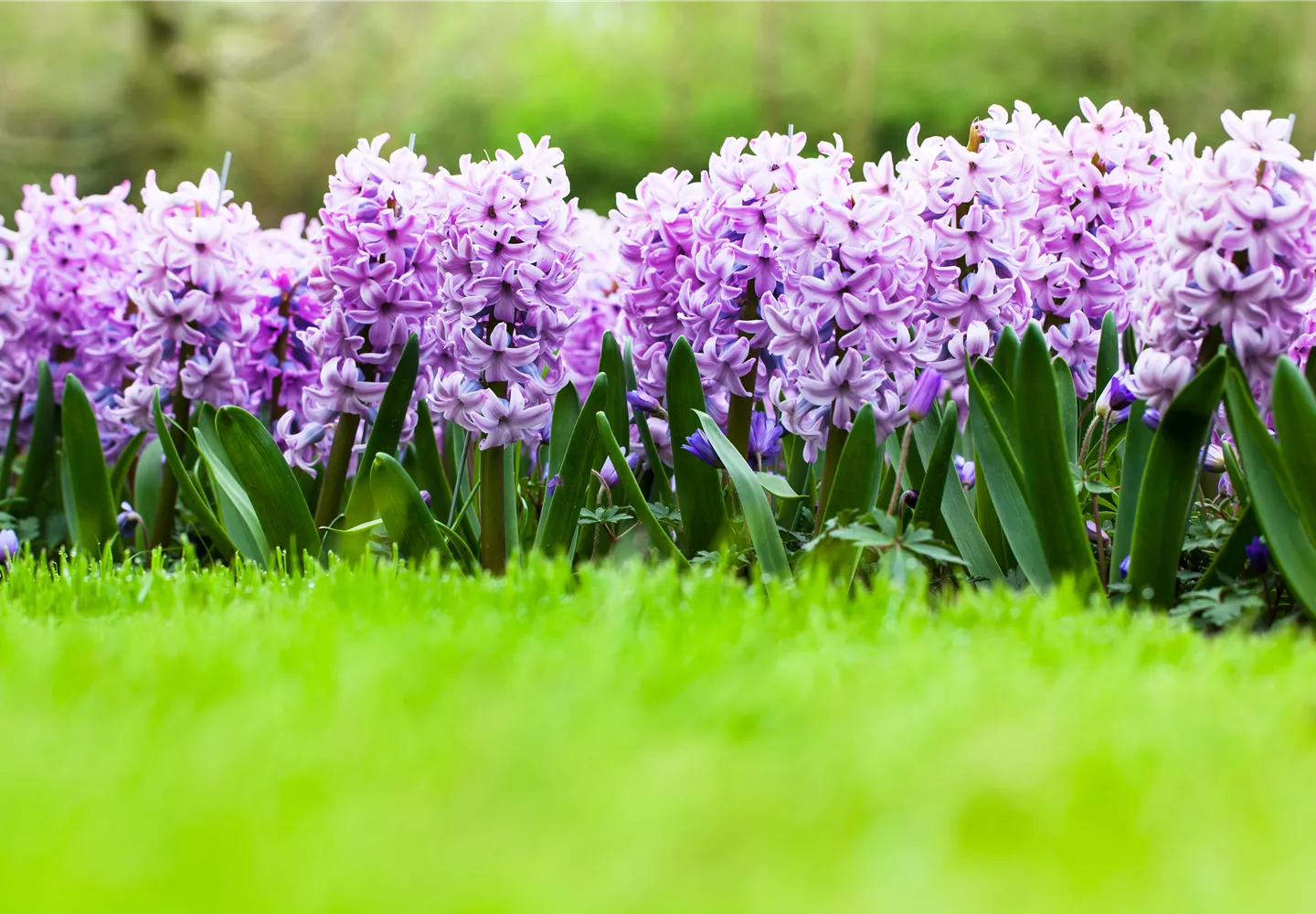 Hyacinthus orientalis 'Top Hit'