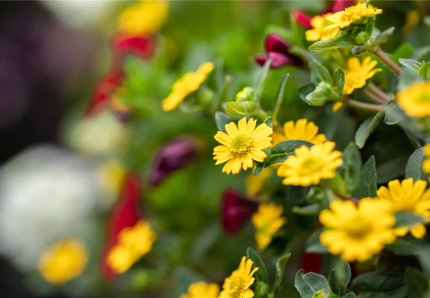 Sanvitalia procumbens 'Sunvy Trailing'