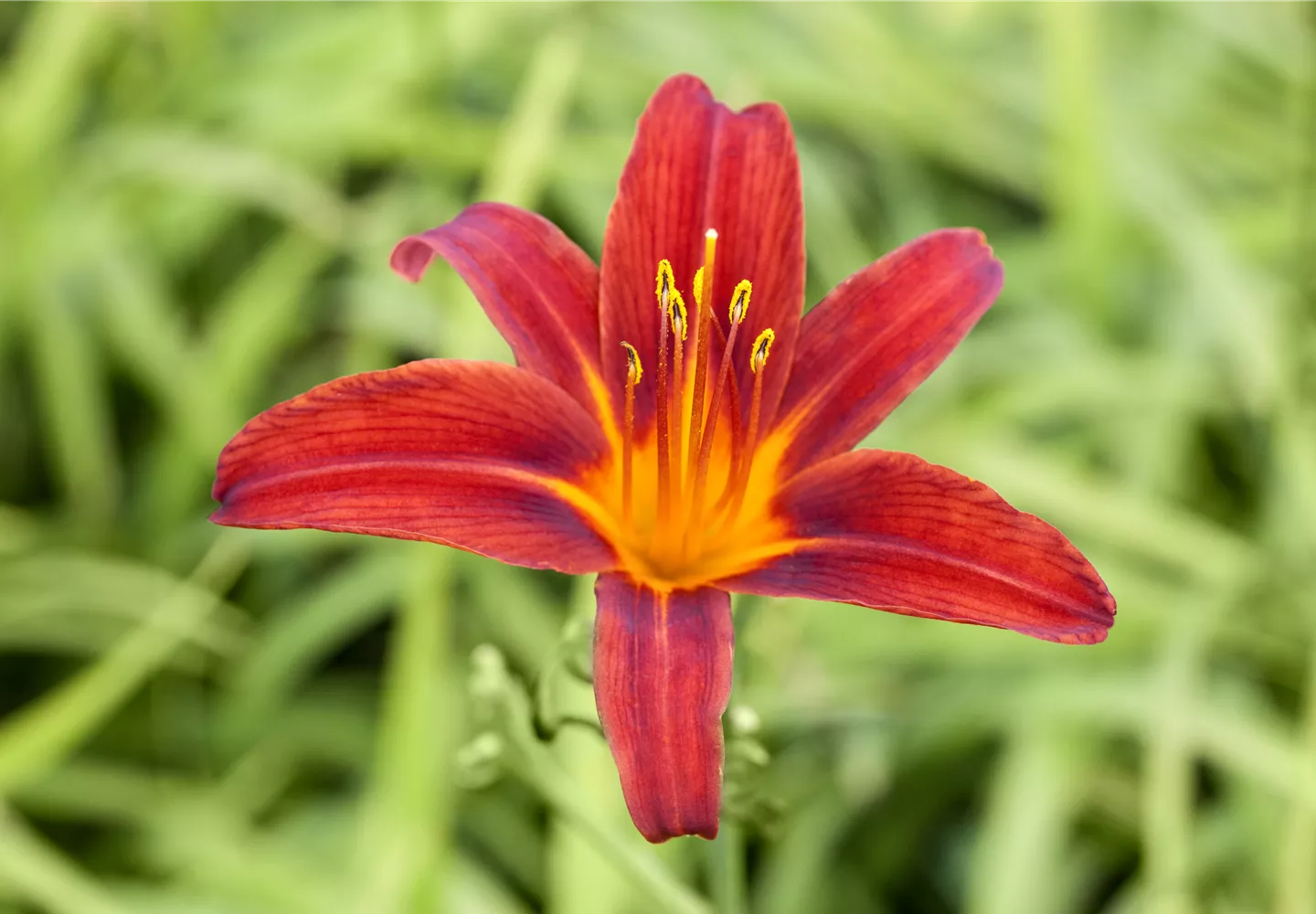 Hemerocallis