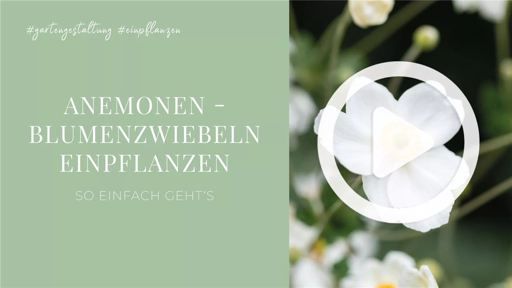 Anemonen - Blumenzwiebeln einpflanzen