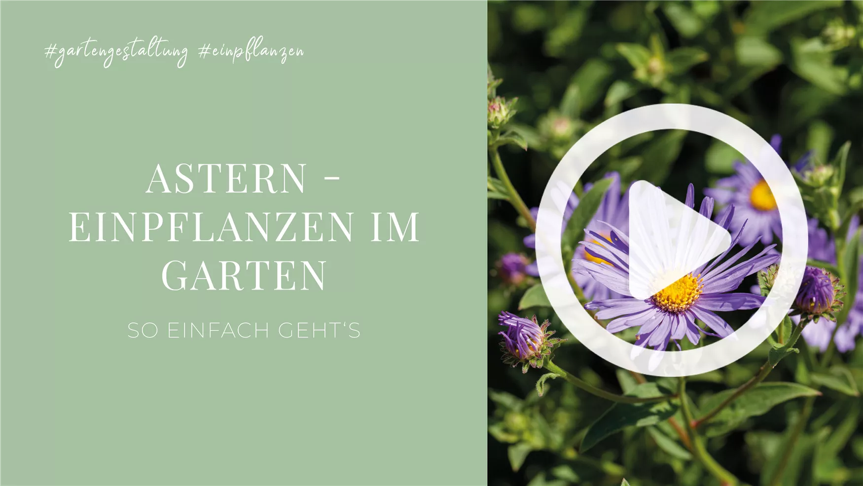 Astern - Einpflanzen im Garten