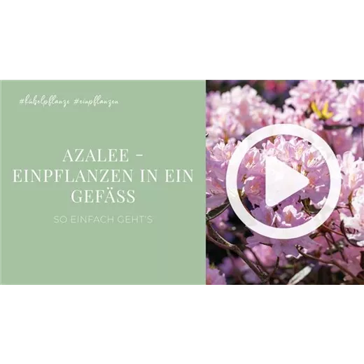 Azalee - Einpflanzen in ein Gefäß