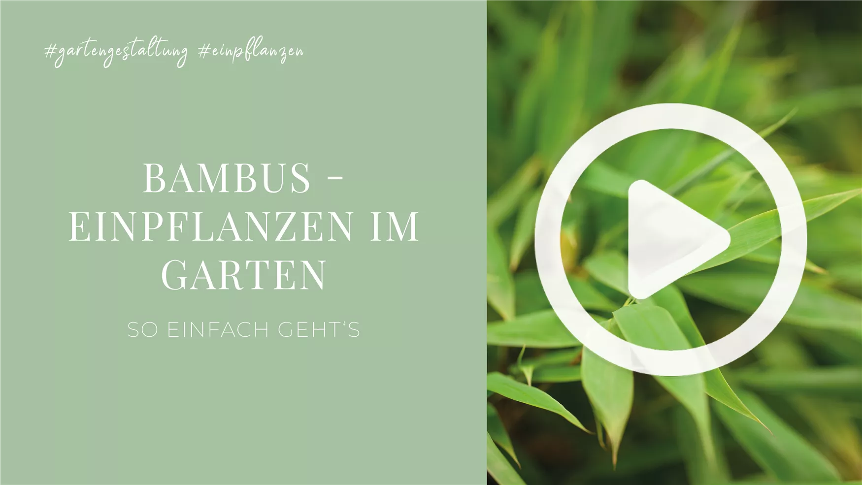 Bambus - Einpflanzen im Garten