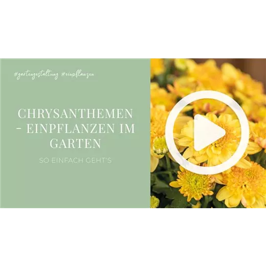 Chrysanthemen - Einpflanzen im Garten