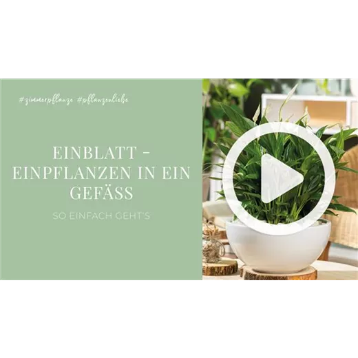 Einblatt - Einpflanzen in ein Gefäß