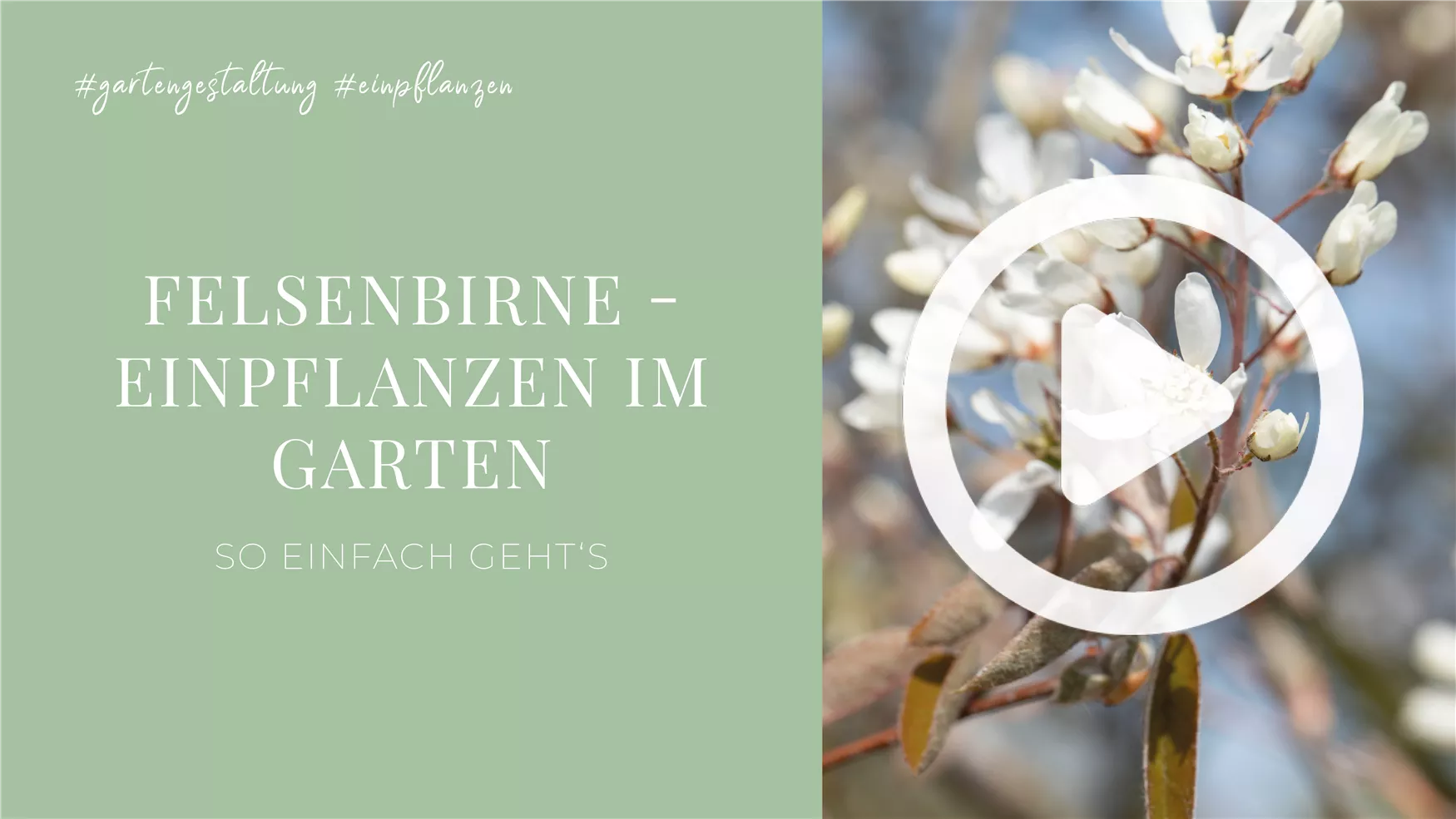 Felsenbirne - Einpflanzen im Garten