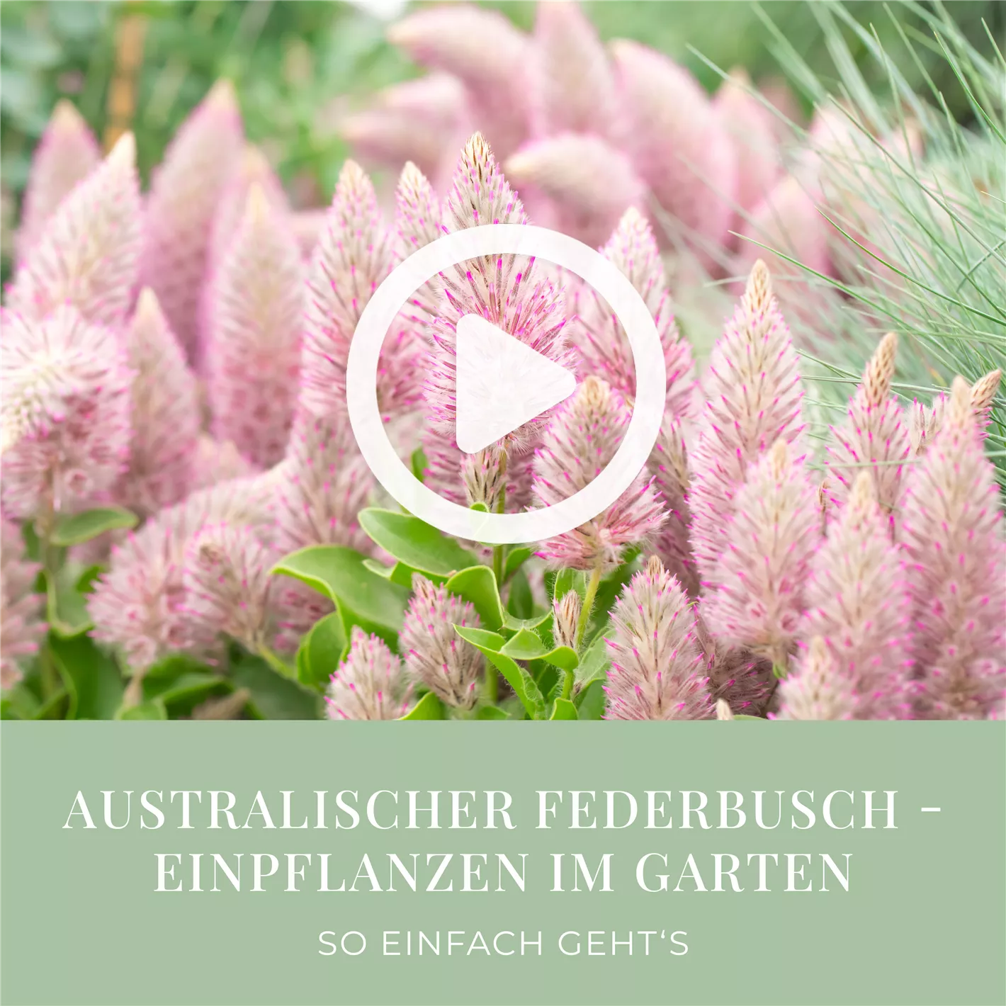 Australischer Federbusch - Einpflanzen im Garten