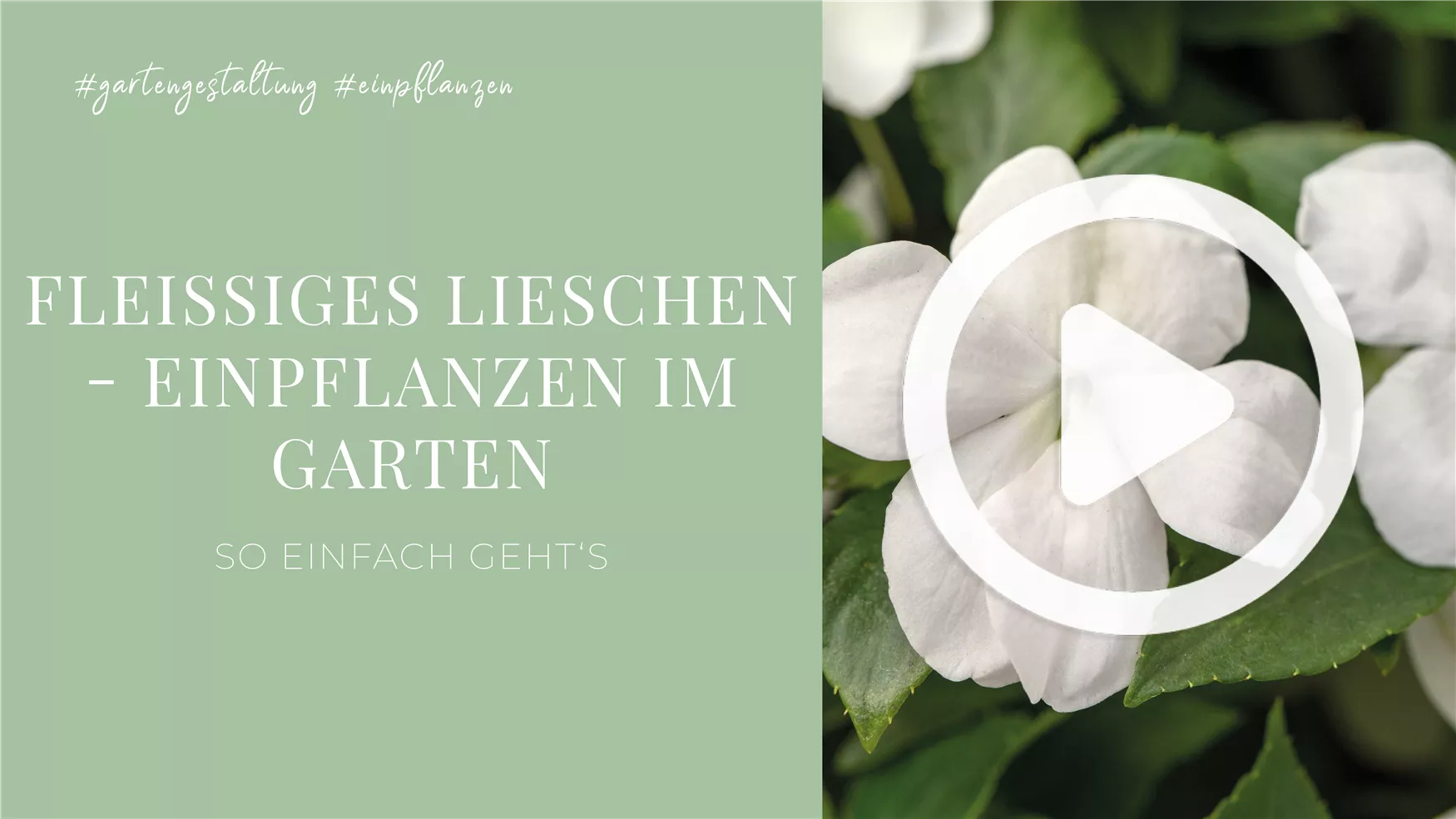 Fleißiges Lieschen - Einpflanzen im Garten