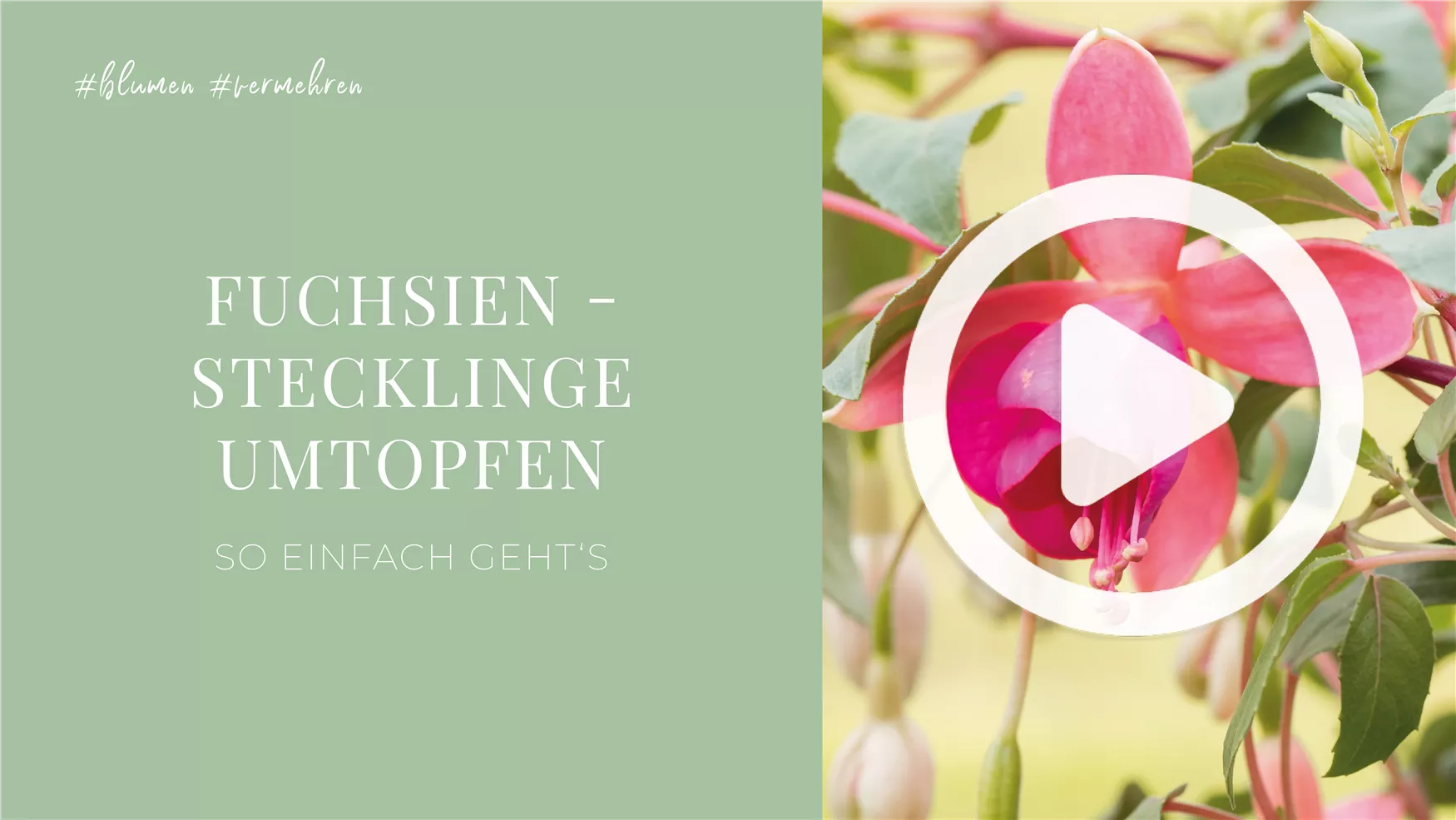 Fuchsien - Stecklinge Umtopfen