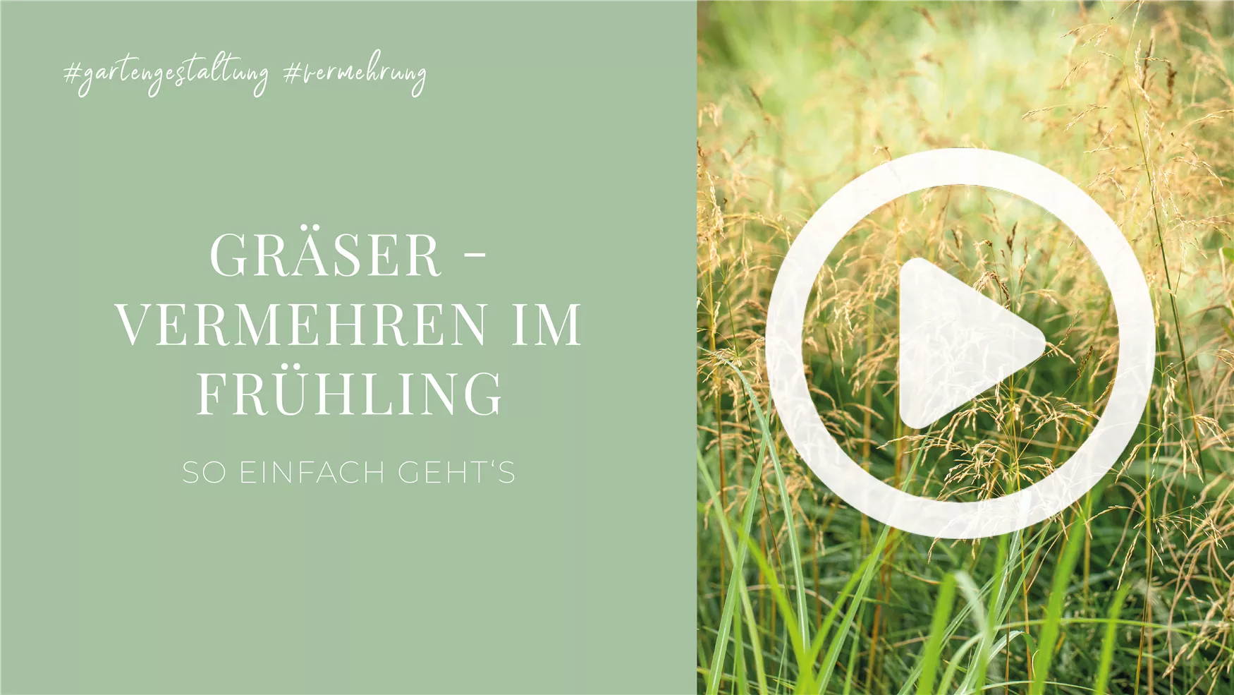 Gräser - Vermehren im Frühling