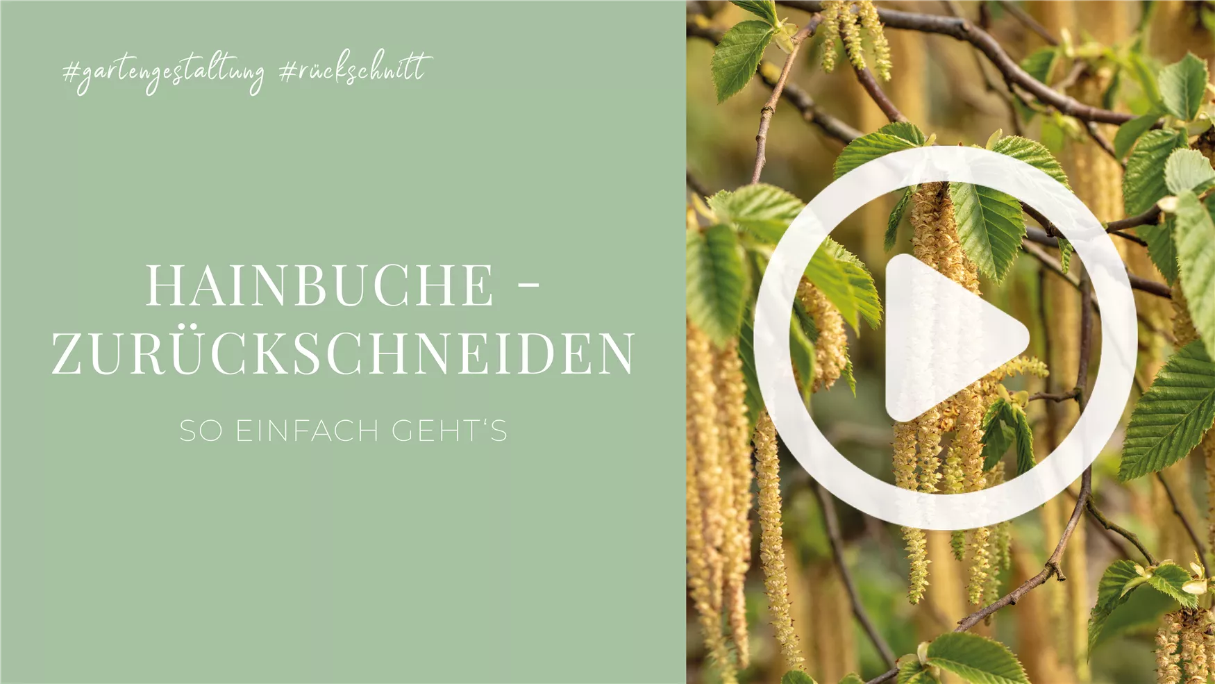 Hainbuche - Zurückschneiden