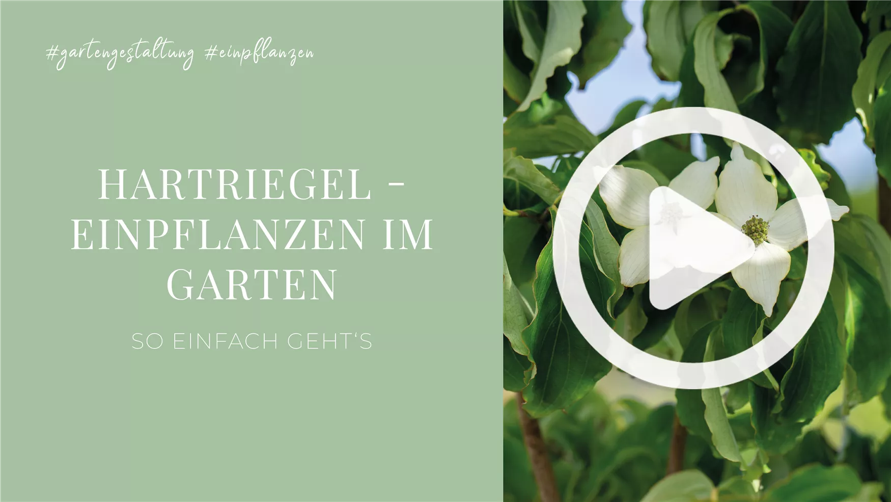 Hartriegel - Einpflanzen im Garten