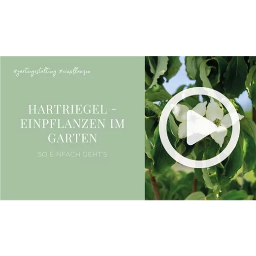 Hartriegel - Einpflanzen im Garten