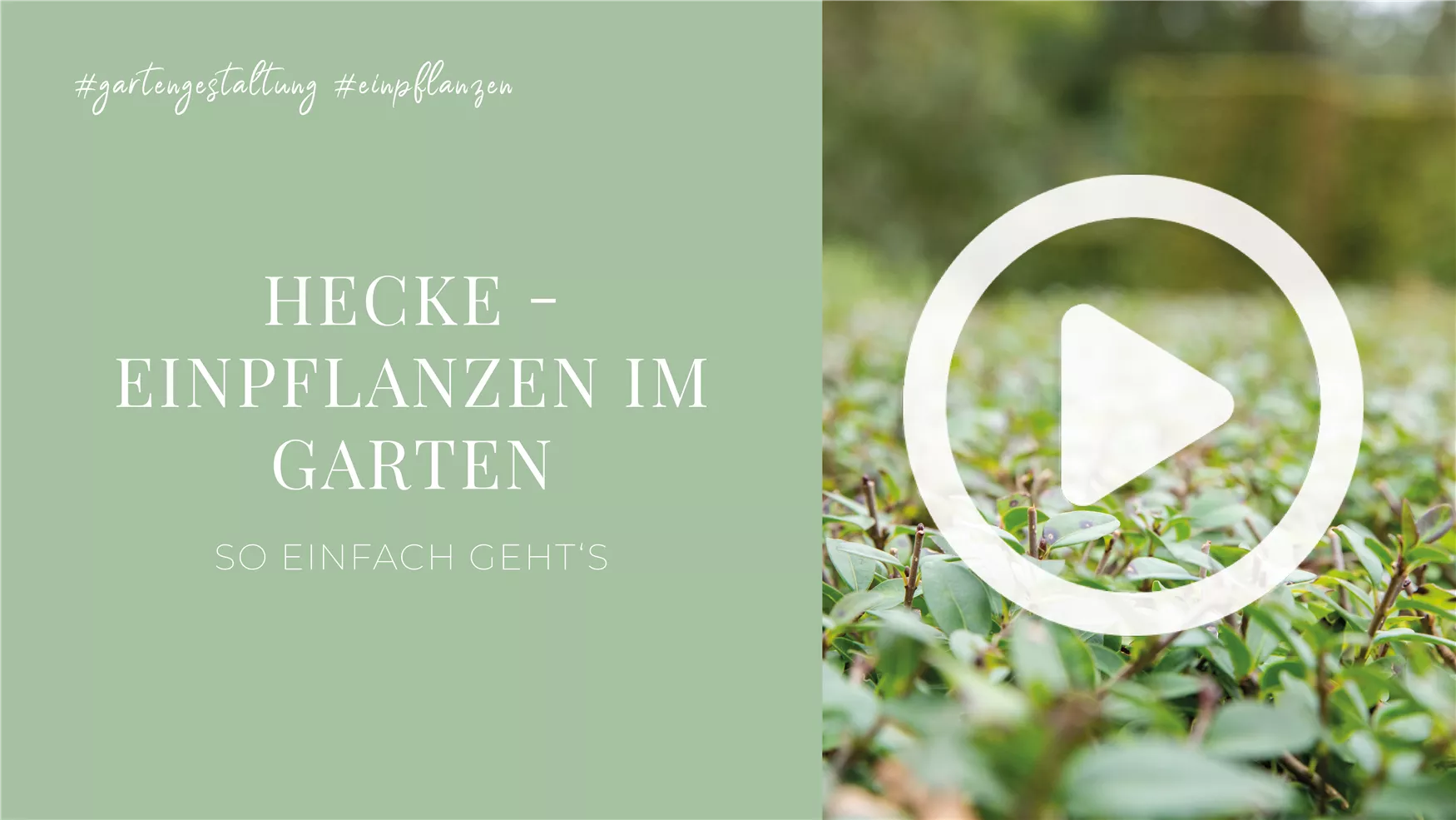 Hecke - Einpflanzen im Garten