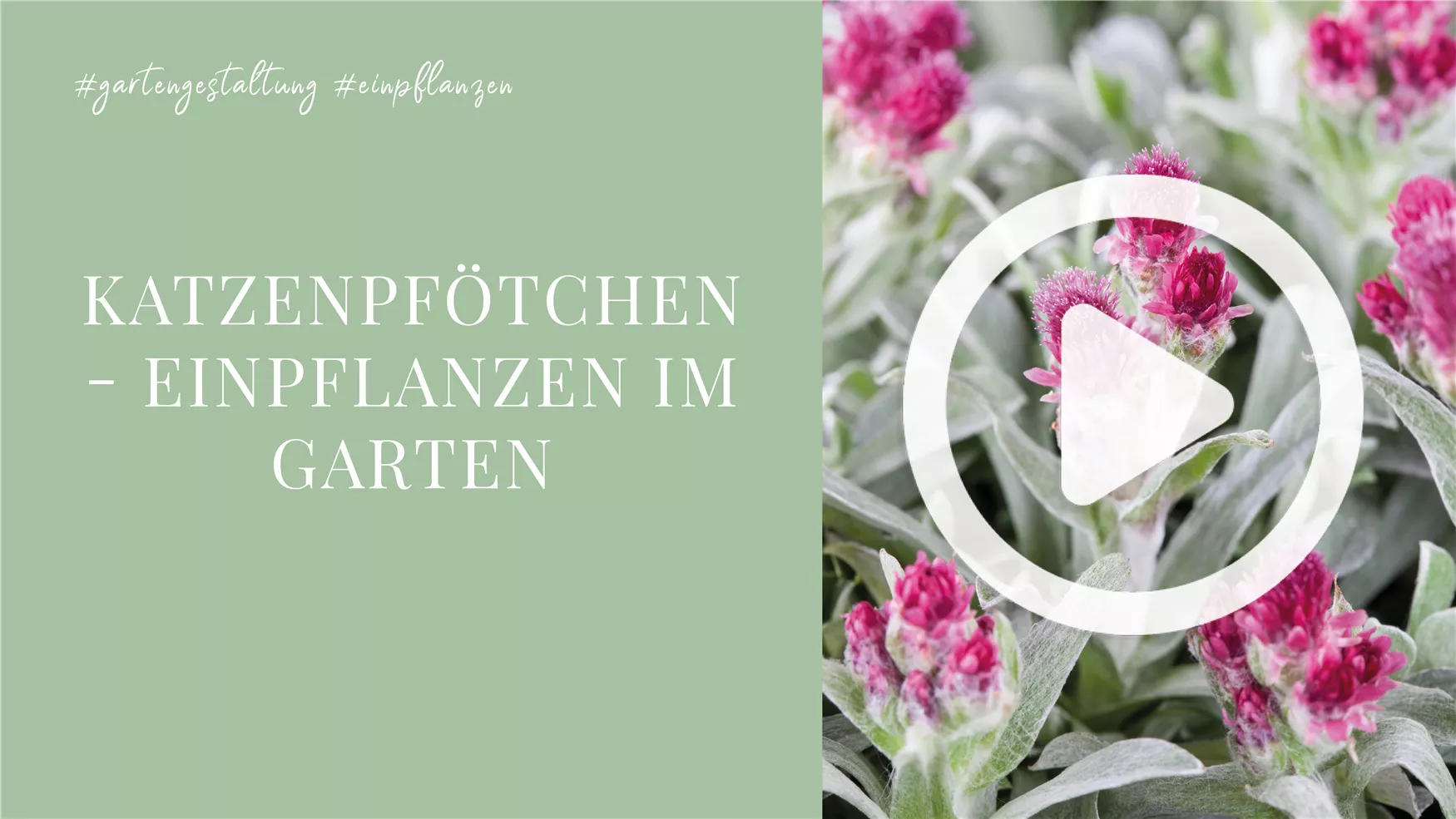 Katzenpfötchen - Einpflanzen im Garten