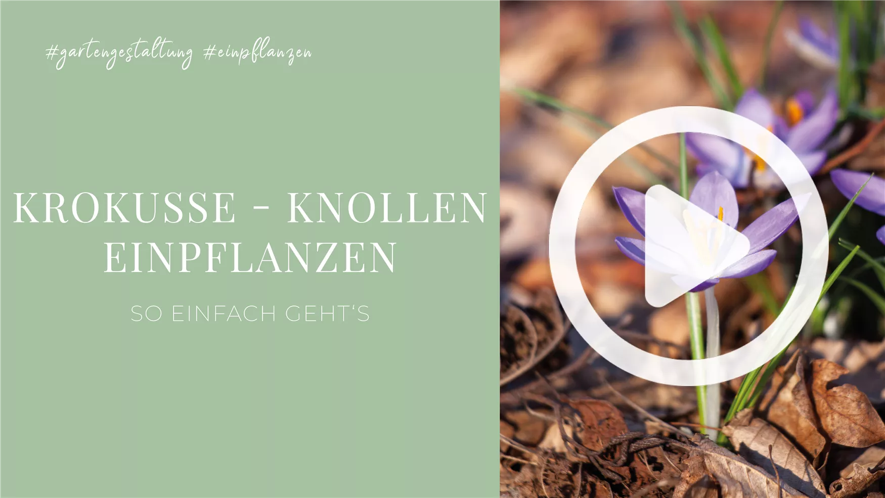 Krokusse - Knollen einpflanzen