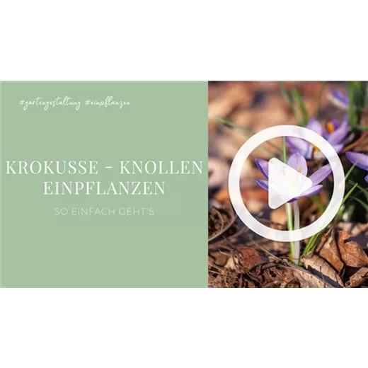 Krokusse - Knollen einpflanzen