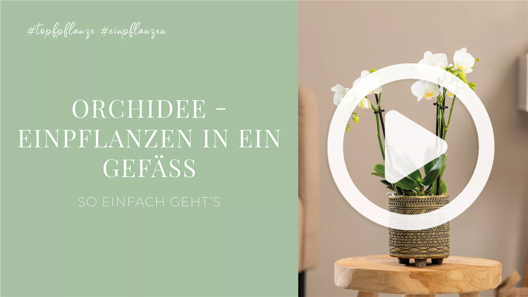 Orchidee - Einpflanzen in ein Gefäß