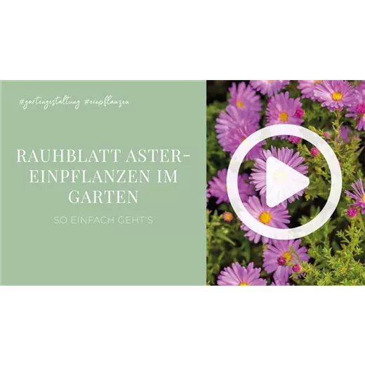 Rauhblatt Aster- Einpflanzen im Garten