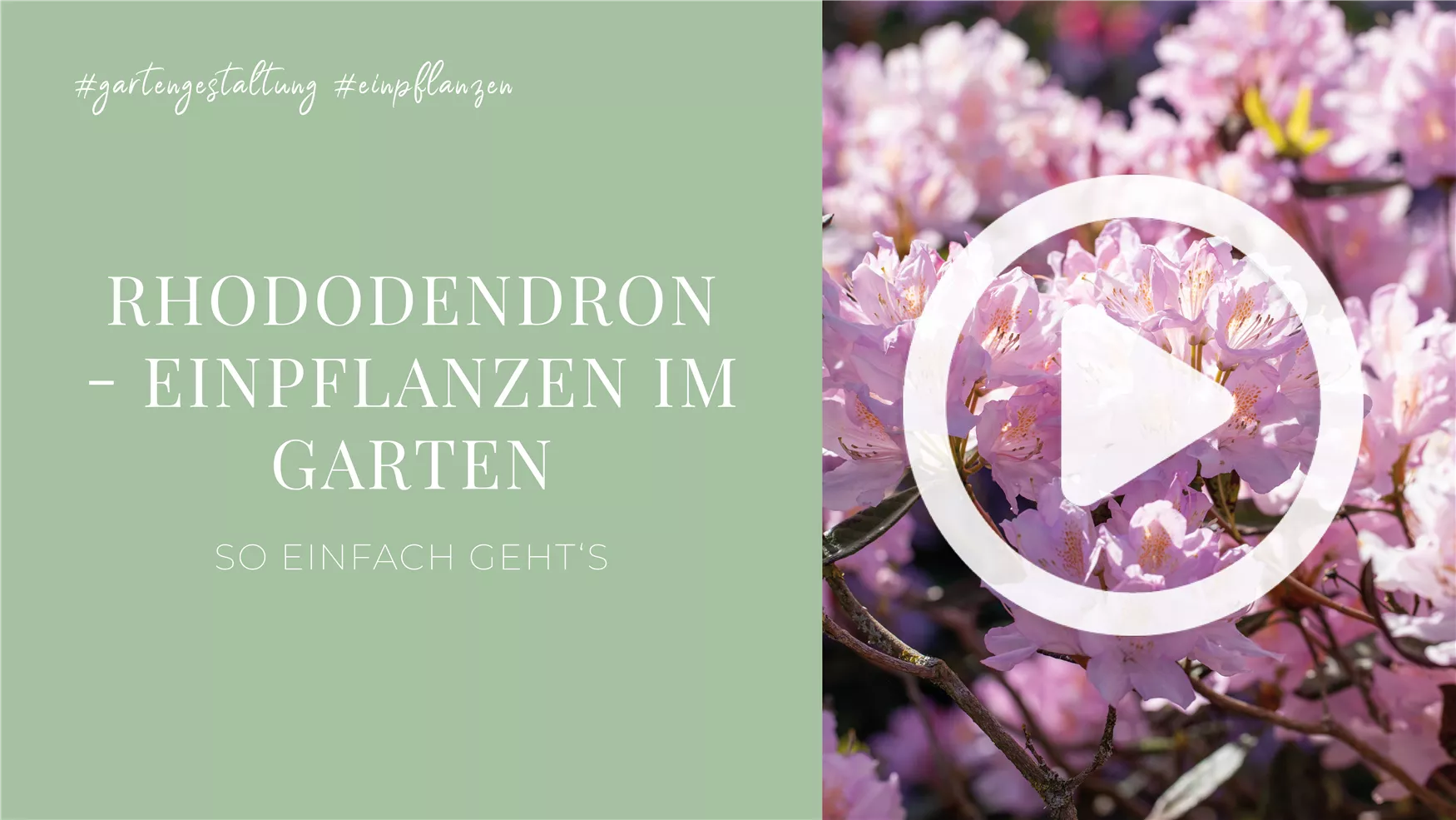 Rhododendron - Einpflanzen im Garten