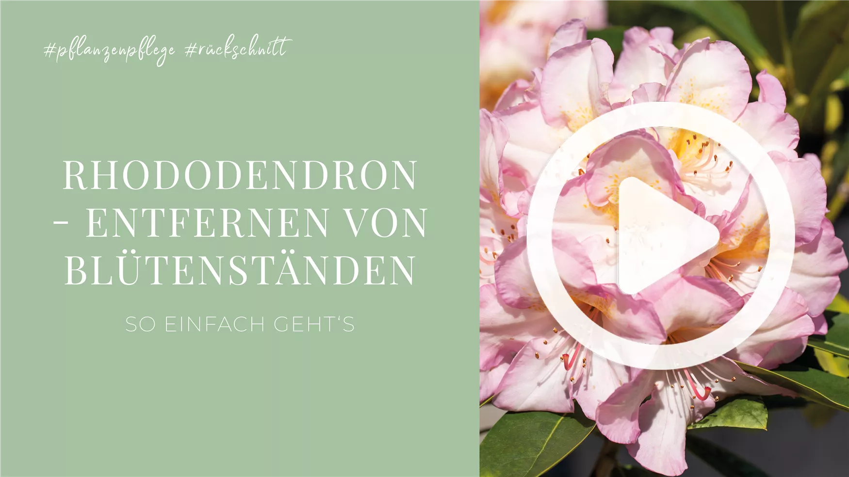 Rhododendron - Entfernen von Blütenständen