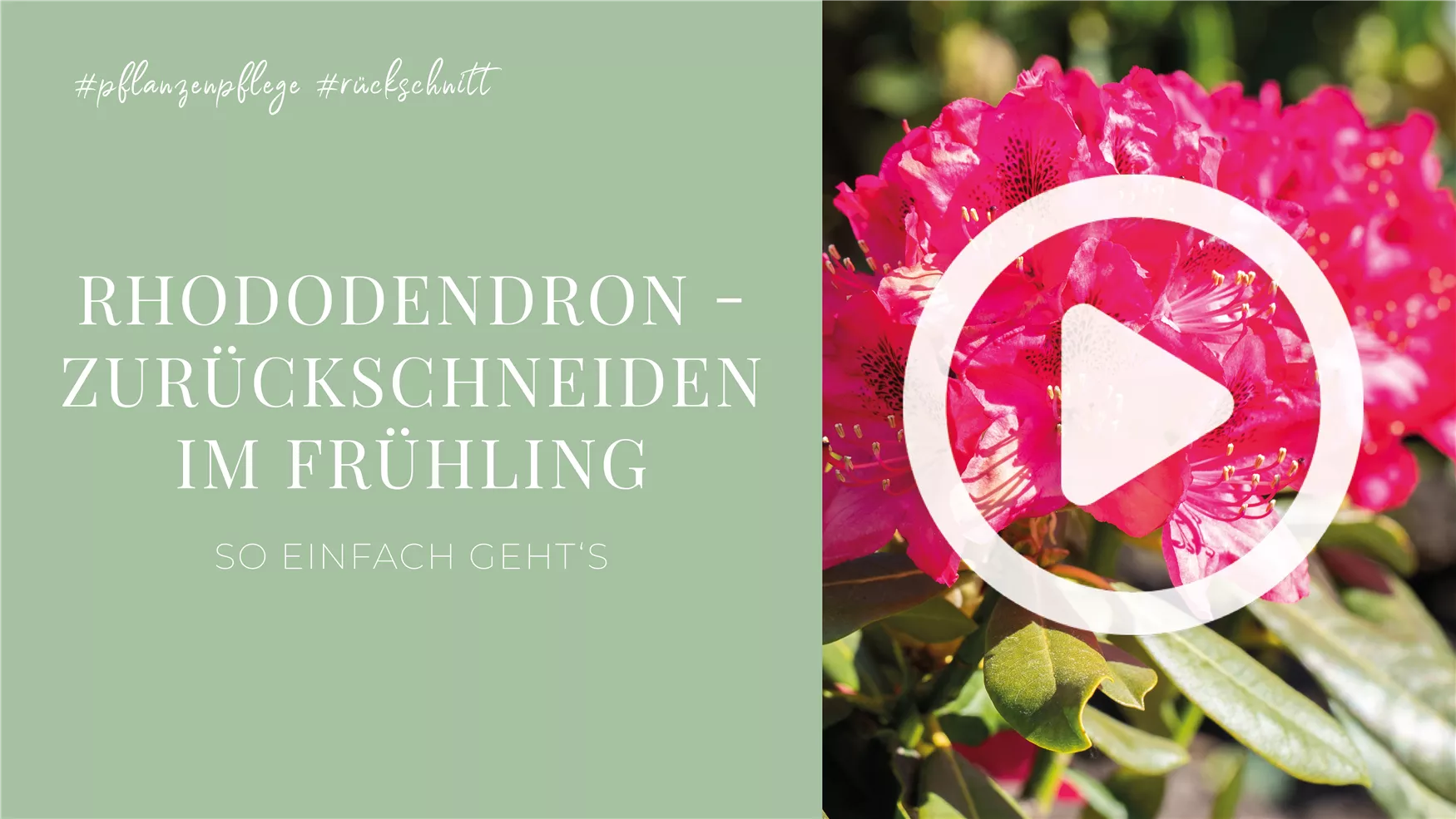 Rhododendron - Zurückschneiden im Frühling