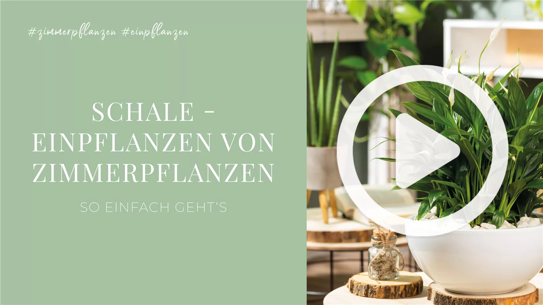 Schale - Einpflanzen von Zimmerpflanzen