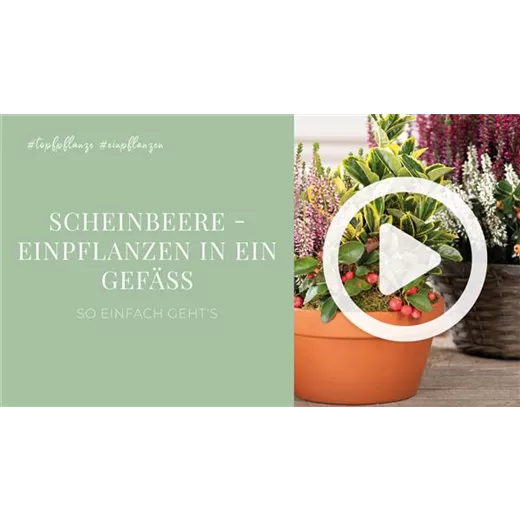 Scheinbeere - Einpflanzen in ein Gefäß