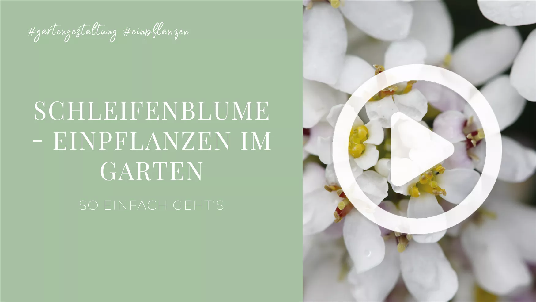 Schleifenblume - Einpflanzen im Garten