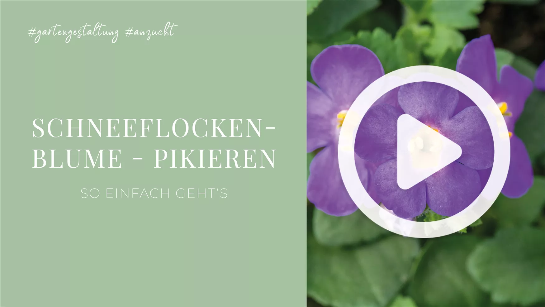 Schneeflockenblume - Pikieren