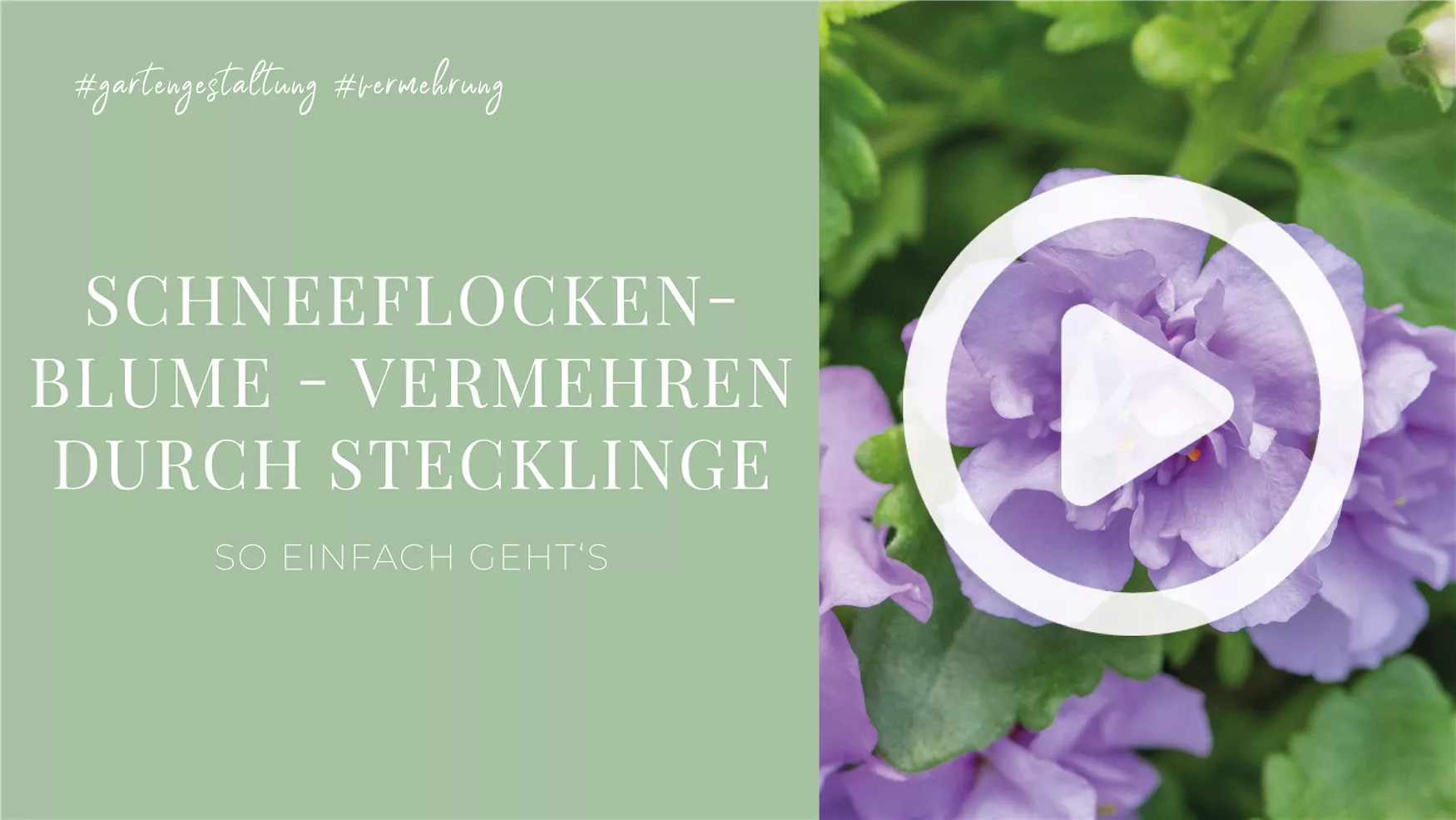 Schneeflockenblume - Vermehren durch Stecklinge