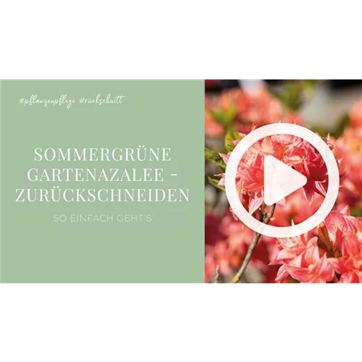 Sommergrüne Gartenazalee - Zurückschneiden