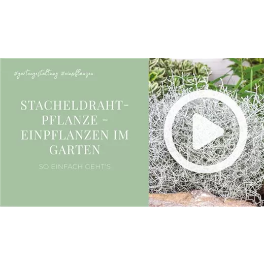 Stacheldrahtpflanze - Einpflanzen im Garten