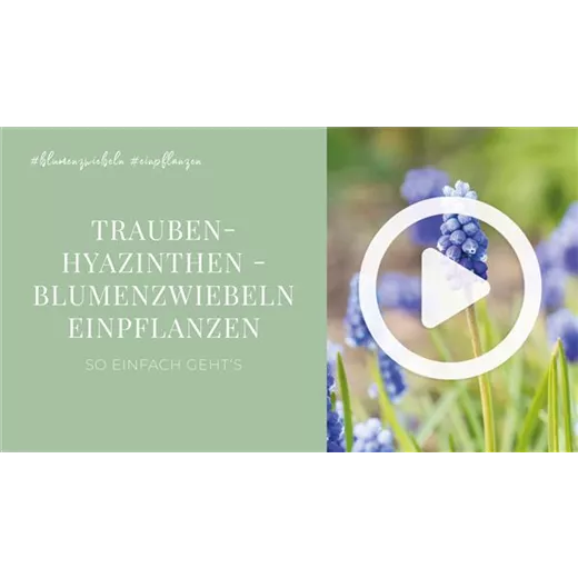 Traubenhyazinthen - Blumenzwiebeln einpflanzen