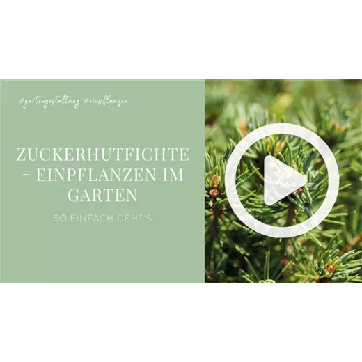 Zuckerhutfichte - Einpflanzen im Garten