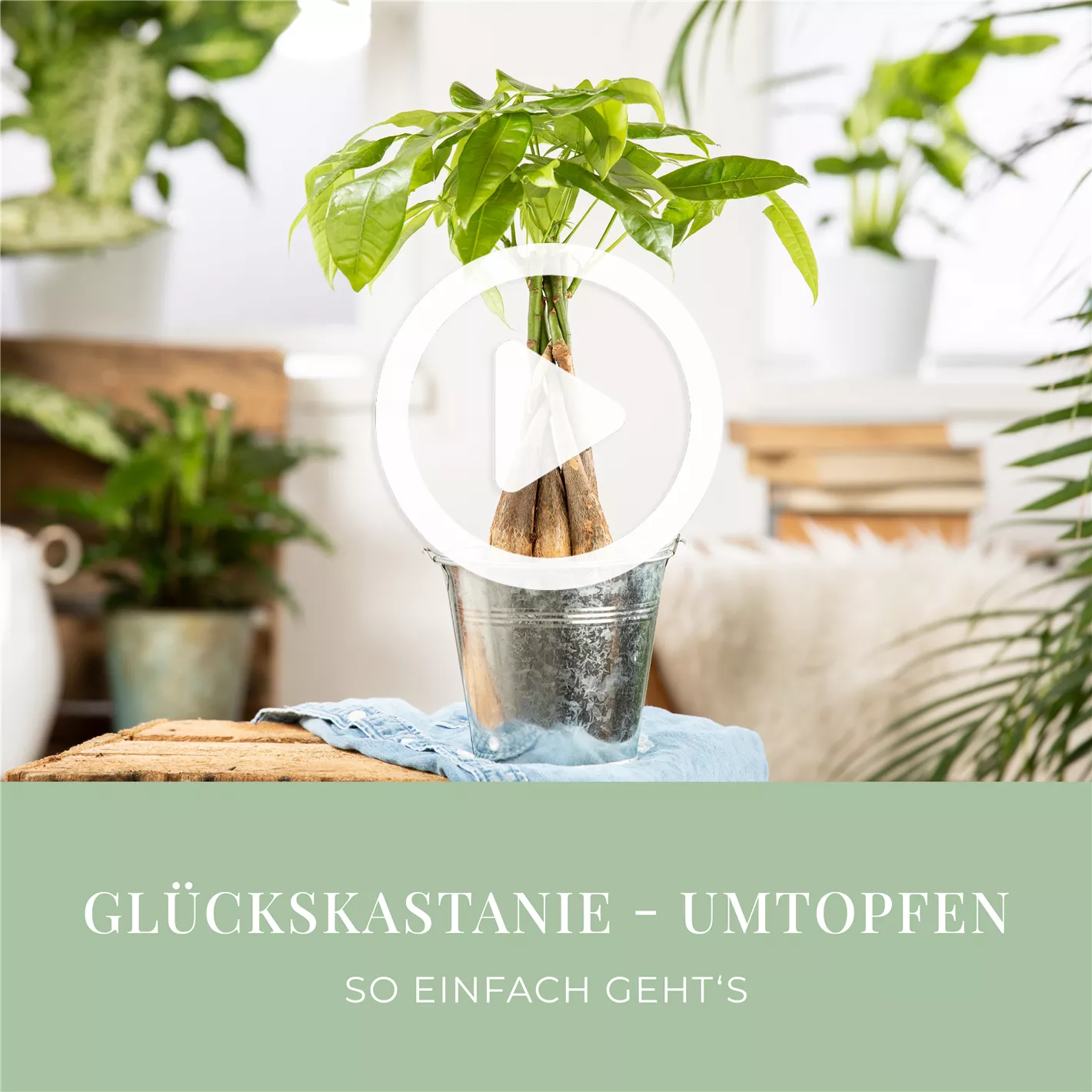 Glückskastanie - Umtopfen