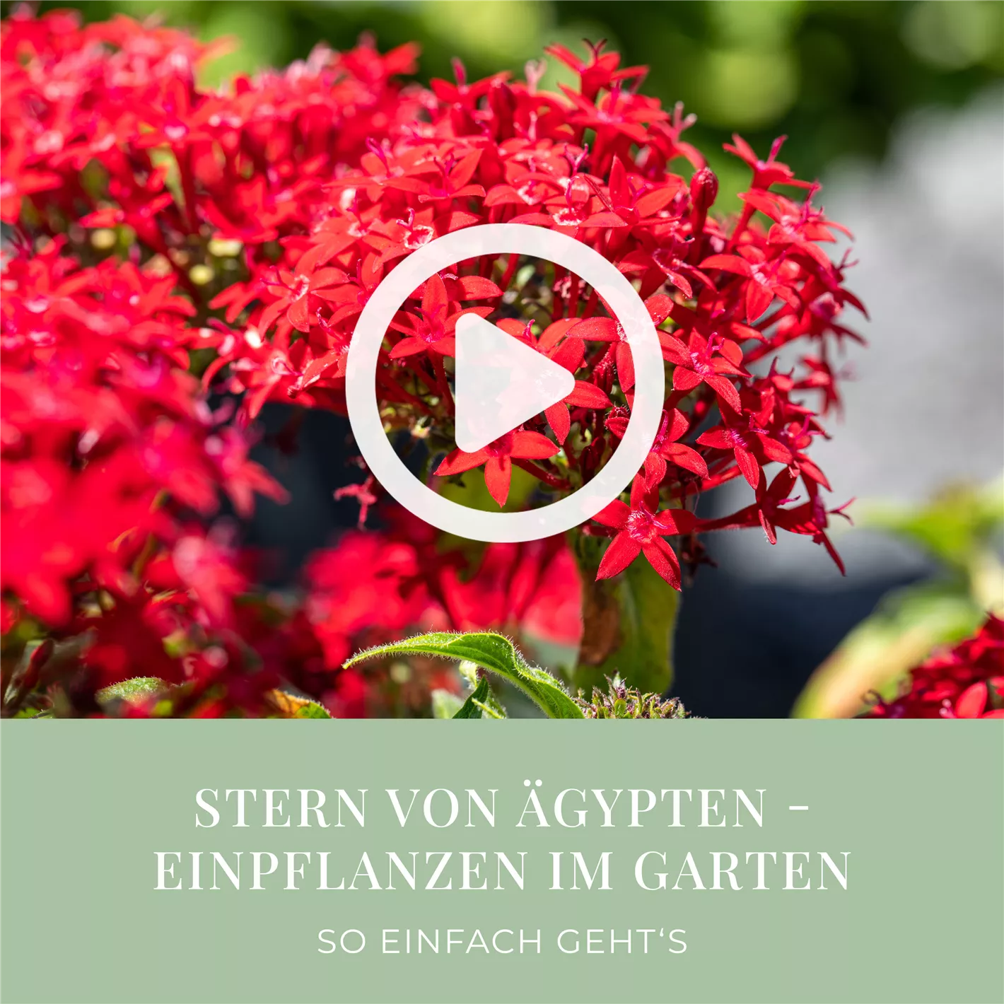 Stern von Ägypten - Einpflanzen im Garten