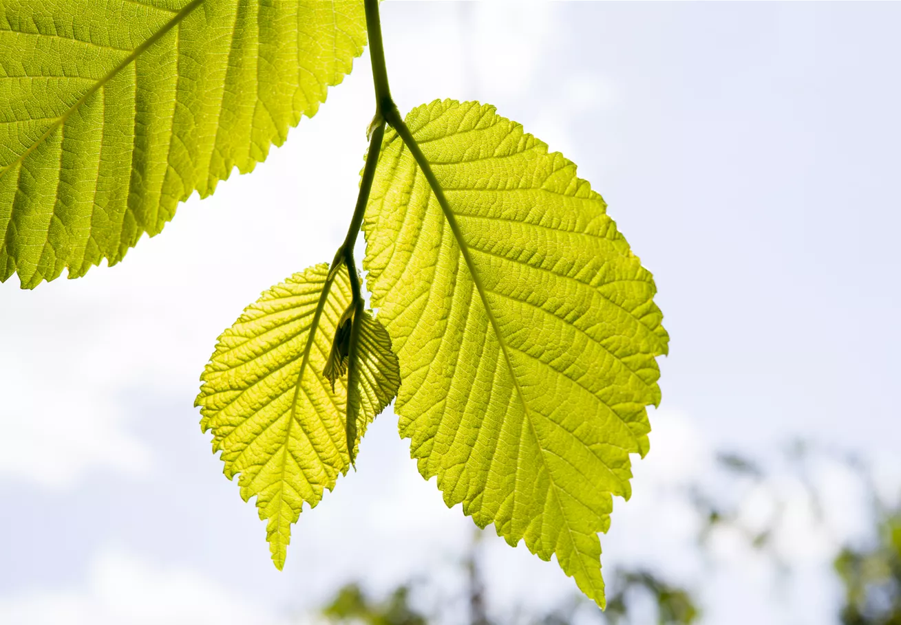 Carpinus betulus