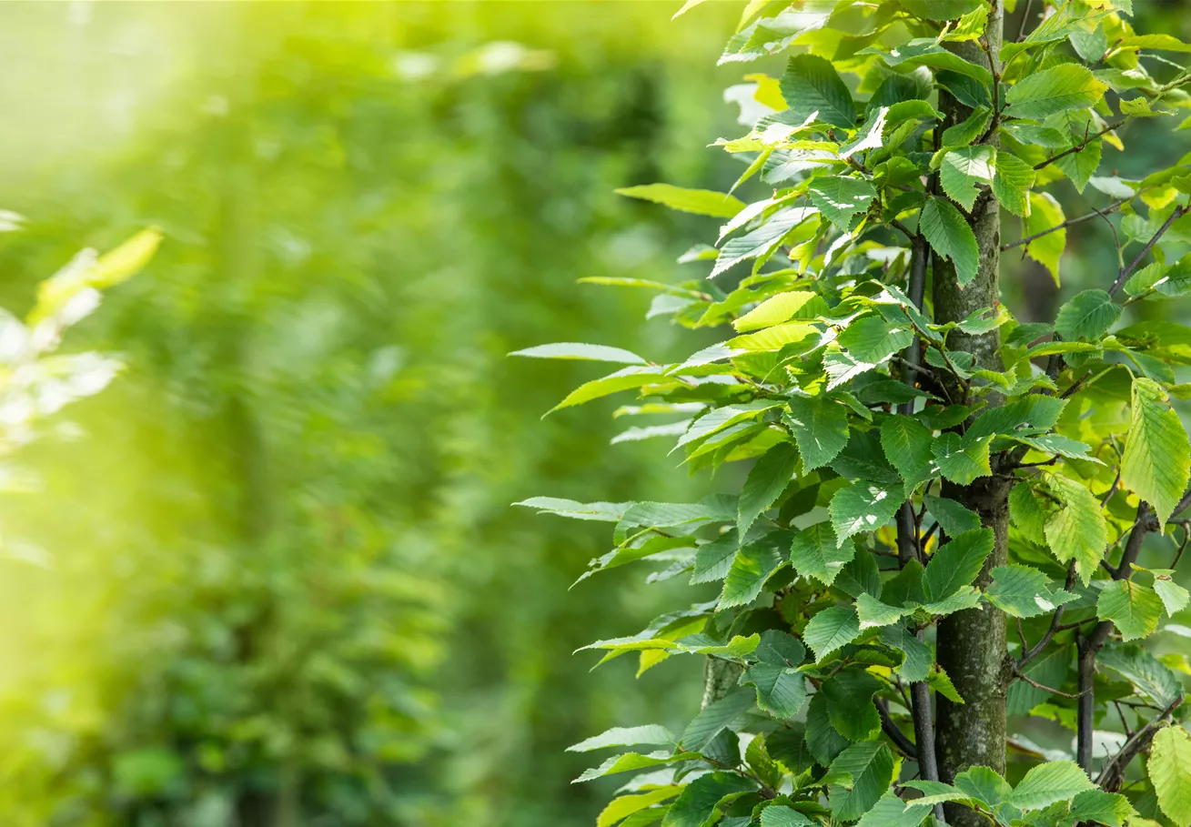 Carpinus betulus