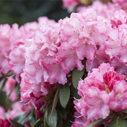 Rhododendron pflanzen leicht gemacht - Tipps und Tricks