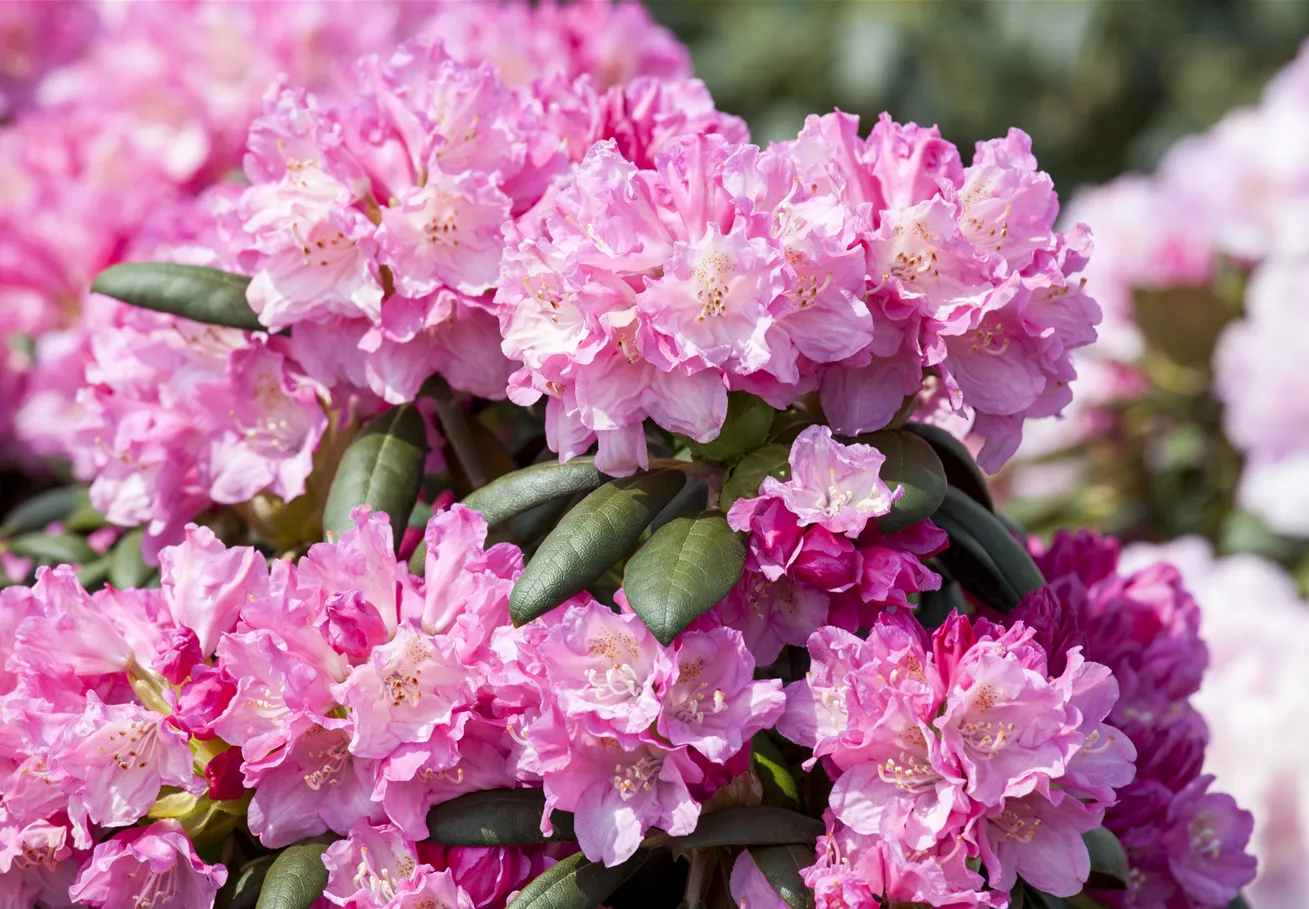 Rhododendron yakushimanum 'Kalinka'