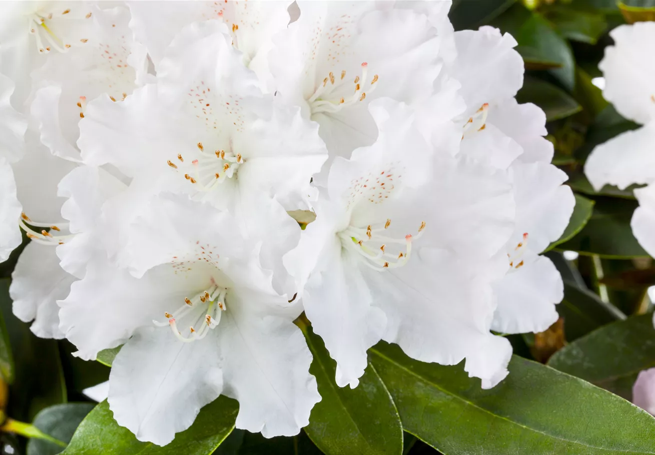 Rhododendron yakushimanum 'Schneekrone'