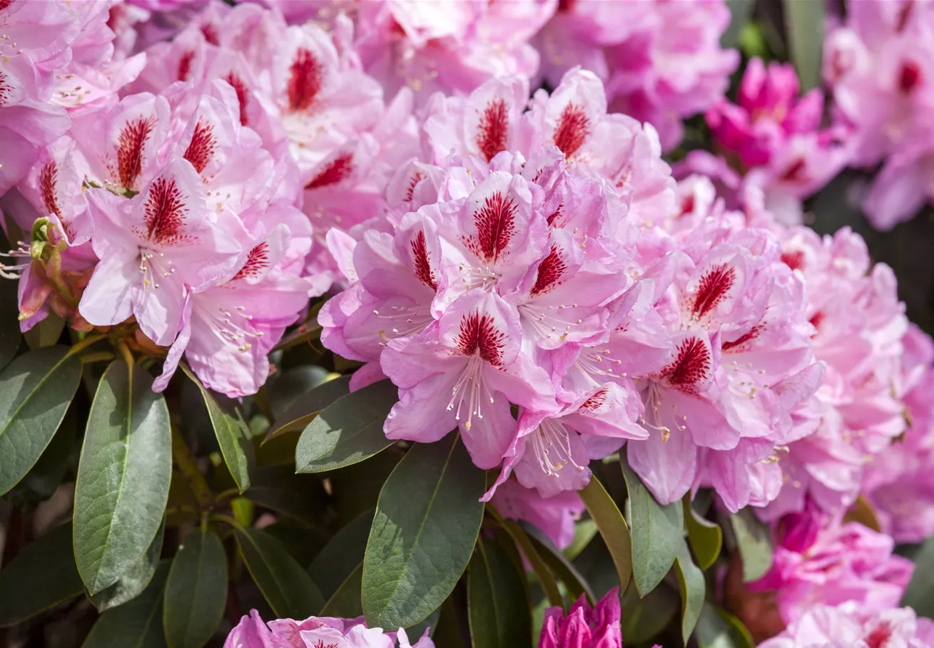 Rhododendron 'Mrs. Furnival'