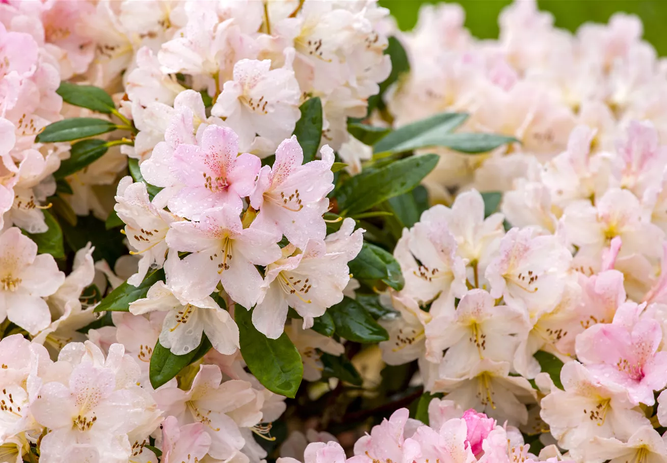 Rhododendron yakushimanum 'Yaku Queen'