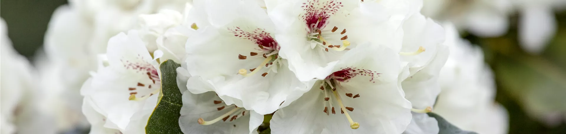 Rhododendron 'Schneebukett'