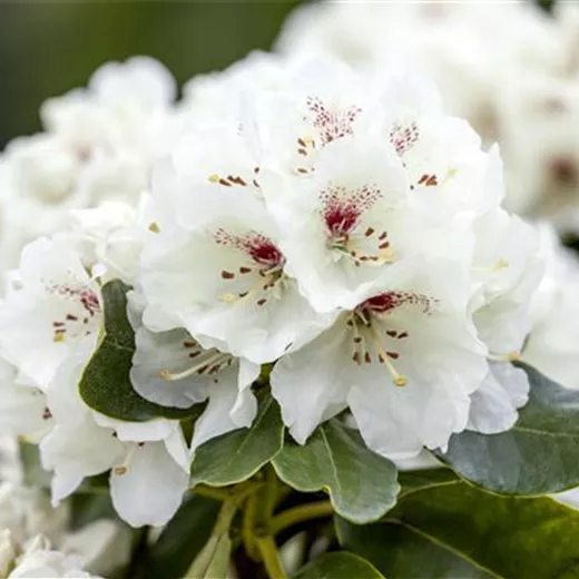 Wie man im Handumdrehen einen Rhododendron verjüngen kann