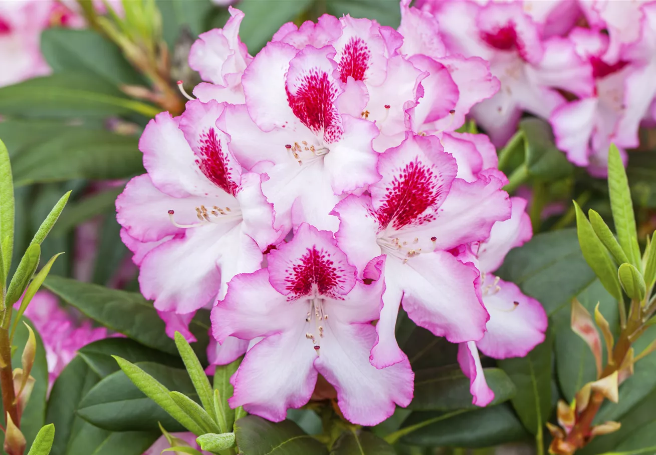 Rhododendron 'Diadem'