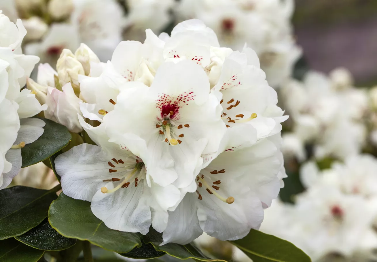 Rhododendron 'Breslau'