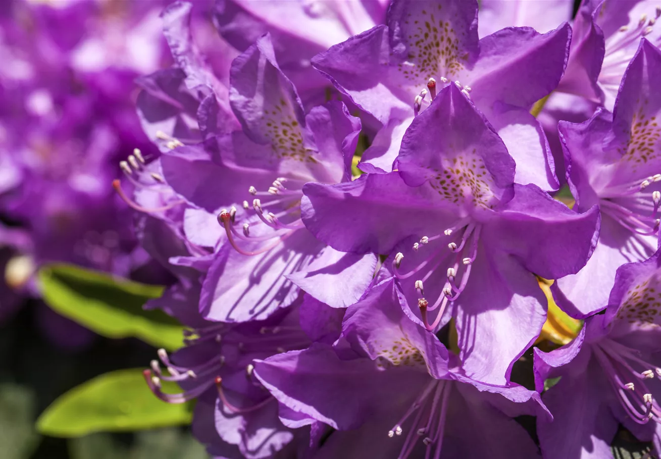 Rhododendron 'Purpureum Grandiflorum'